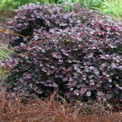 Purple Pixie Loropetalum - 2 Gallon Pot
