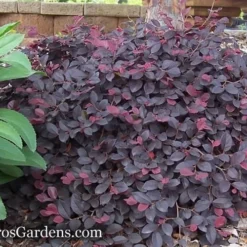 Purple Pixie Loropetalum - 6 Pack Of 1 Gallon Pots -Garden Supplies Sales 2024 Loropetalum Purple Pixie 12 1