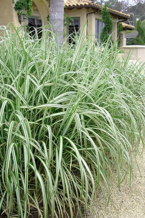 Variegated Maiden Grass - Miscanthus Sinensis 'Variegatus' - 3 Gallon Pot 4 Variegated Maiden Grass - Miscanthus Sinensis 'Variegatus' - 3 Gallon Pot - Image 4