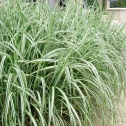 Variegated Maiden Grass - Miscanthus Sinensis 'Variegatus' - 1 Gallon Pot