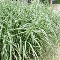 Variegated Maiden Grass - Miscanthus Sinensis 'Variegatus' - 6 Pack Of 1 Gallon Pots -Garden Supplies Sales 2024 Maiden Grass Variegated 11
