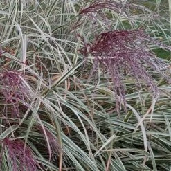 Variegated Maiden Grass - Miscanthus Sinensis 'Variegatus' - 3 Gallon Pot 10 Variegated Maiden Grass - Miscanthus Sinensis 'Variegatus' - 3 Gallon Pot -Garden Supplies Sales 2024 Maiden Grass Variegated 12 1
