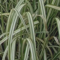 Variegated Maiden Grass - Miscanthus Sinensis 'Variegatus' - 3 Gallon Pot 11 Variegated Maiden Grass - Miscanthus Sinensis 'Variegatus' - 3 Gallon Pot -Garden Supplies Sales 2024 Maiden Grass Variegated 13 1