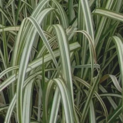 Variegated Maiden Grass - Miscanthus Sinensis 'Variegatus' - 1 Gallon Pot -Garden Supplies Sales 2024 Maiden Grass Variegated 13 2