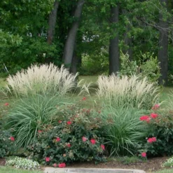 Adagio Dwarf Maiden Grass - Miscanthus Sinensis - 3 Gallon Pot -Garden Supplies Sales 2024 Miscanthus Adagio 1 1