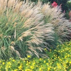Adagio Dwarf Maiden Grass - Miscanthus Sinensis - 3 Gallon Pot