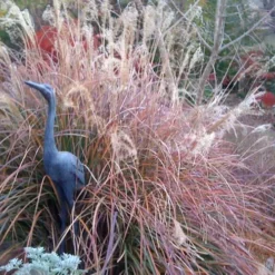 Adagio Dwarf Maiden Grass - Miscanthus Sinensis - 1 Gallon Pot -Garden Supplies Sales 2024 Miscanthus Adagio Fall Foliage Color