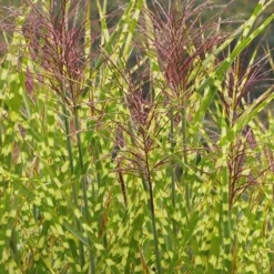 Gold Breeze Zebra Grass (Miscanthus) - 1 Gallon Pot -Garden Supplies Sales 2024 Miscanthus Gold Breeze 500x750 1
