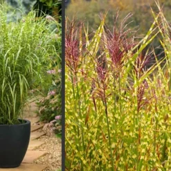 Gold Breeze Zebra Grass (Miscanthus) - 1 Gallon Pot -Garden Supplies Sales 2024 Miscanthus Gold Breeze Flowers