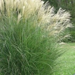 Maiden Grass - Miscanthus Sinensis 'Gracillimus' - 3 Gallon Pot