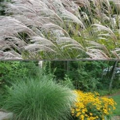 Maiden Grass - Miscanthus Sinensis 'Gracillimus' - 3 Gallon Pot -Garden Supplies Sales 2024 Miscanthus Gracillimus 500x750 3