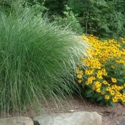 Maiden Grass - Miscanthus Sinensis 'Gracillimus' - 3 Gallon Pot -Garden Supplies Sales 2024 Miscanthus Gracillimus With Rudbeckia 2