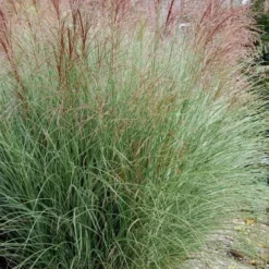Morning Light Maiden Grass - Miscanthus Sinensis - 6 Pack Of 1 Gallon Pots -Garden Supplies Sales 2024 Miscanthus Morning Light 1 1