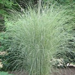 Morning Light Maiden Grass - Miscanthus Sinensis - 3 Gallon Pot