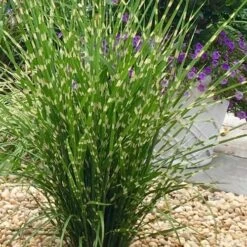 Porcupine Zebra Grass (Miscanthus Sinensis 'Strictus') - 3 Gallon Pot
