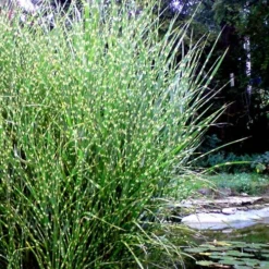 Porcupine Zebra Grass (Miscanthus Sinensis 'Strictus') - 3 Gallon Pot 14 Porcupine Zebra Grass (Miscanthus Sinensis 'Strictus') - 3 Gallon Pot -Garden Supplies Sales 2024 Miscanthus Porcupine Grass 14