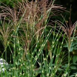 Porcupine Zebra Grass (Miscanthus Sinensis 'Strictus') - 3 Gallon Pot 13 Porcupine Zebra Grass (Miscanthus Sinensis 'Strictus') - 3 Gallon Pot -Garden Supplies Sales 2024 Miscanthus Porcupine Grass 5