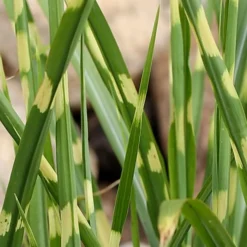 Porcupine Zebra Grass (Miscanthus Sinensis 'Strictus') - 3 Gallon Pot 11 Porcupine Zebra Grass (Miscanthus Sinensis 'Strictus') - 3 Gallon Pot -Garden Supplies Sales 2024 Miscanthus Porcupine Grass 7