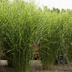 Porcupine Zebra Grass (Miscanthus Sinensis 'Strictus') - 3 Gallon Pot 15 Porcupine Zebra Grass (Miscanthus Sinensis 'Strictus') - 3 Gallon Pot -Garden Supplies Sales 2024 Miscanthus Porcupine Grass 8