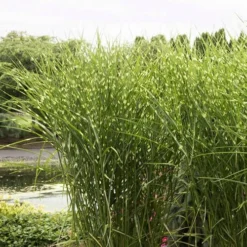 Porcupine Zebra Grass (Miscanthus Sinensis 'Strictus') - 3 Gallon Pot 12 Porcupine Zebra Grass (Miscanthus Sinensis 'Strictus') - 3 Gallon Pot -Garden Supplies Sales 2024 Miscanthus Porcupine Grass 9