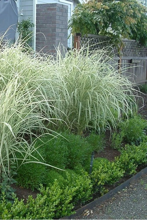 Variegated Maiden Grass - Miscanthus Sinensis 'Variegatus' - 3 Gallon Pot 1 Variegated Maiden Grass - Miscanthus Sinensis 'Variegatus' - 3 Gallon Pot