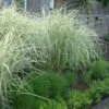 Variegated Maiden Grass - Miscanthus Sinensis 'Variegatus' - 6 Pack Of 1 Gallon Pots