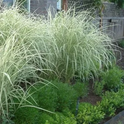 Variegated Maiden Grass - Miscanthus Sinensis 'Variegatus' - 1 Gallon Pot -Garden Supplies Sales 2024 Miscanthus Variegated 3 2