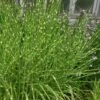 Zebra Grass - Miscanthus Sinensis 'Zebrinus' - 3 Gallon Pot