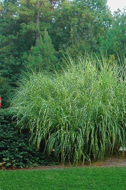 Zebra Grass - Miscanthus Sinensis 'Zebrinus' - 6 Pack Of 1 Gallon Pots 5 Zebra Grass - Miscanthus Sinensis 'Zebrinus' - 6 Pack Of 1 Gallon Pots - Image 5