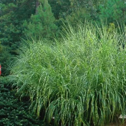 Zebra Grass - Miscanthus Sinensis 'Zebrinus' - 3 Gallon Pot -Garden Supplies Sales 2024 Miscanthus Zebra Grass 14