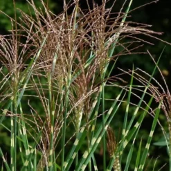 Zebra Grass - Miscanthus Sinensis 'Zebrinus' - 6 Pack Of 1 Gallon Pots 12 Zebra Grass - Miscanthus Sinensis 'Zebrinus' - 6 Pack Of 1 Gallon Pots -Garden Supplies Sales 2024 Miscanthus Zebra Grass 15 2