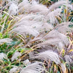 Zebra Grass - Miscanthus Sinensis 'Zebrinus' - 3 Gallon Pot -Garden Supplies Sales 2024 Miscanthus Zebra Grass 16