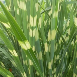 Zebra Grass - Miscanthus Sinensis 'Zebrinus' - 6 Pack Of 1 Gallon Pots 10 Zebra Grass - Miscanthus Sinensis 'Zebrinus' - 6 Pack Of 1 Gallon Pots -Garden Supplies Sales 2024 Miscanthus Zebra Grass 500x750 3