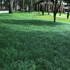 Tall Mondo Grass - 54 Count Flat Of Pint Pots -Garden Supplies Sales 2024 Mondo Grass 21 2