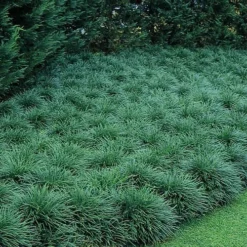 Tall Mondo Grass - 10 Count Flat Of Pint Pots -Garden Supplies Sales 2024 Mondo Grass 50