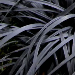 Black Mondo Grass - Ophiopogon Planiscapus 'Nigrescens' - 10 Pack Of Pint Pots -Garden Supplies Sales 2024 Mondo Grass Black 10 4