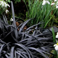 Black Mondo Grass - Ophiopogon Planiscapus 'Nigrescens' - 6 Pack Of 1 Gallon Pots -Garden Supplies Sales 2024 Mondo Grass Black 11 5