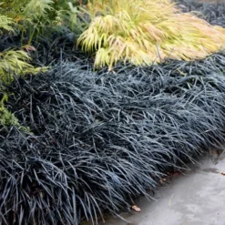 Black Mondo Grass - Ophiopogon Planiscapus 'Nigrescens' - 6 Pack Of 1 Gallon Pots -Garden Supplies Sales 2024 Mondo Grass Black 12 5