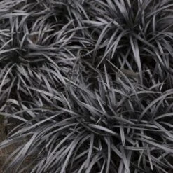 Black Mondo Grass - Ophiopogon Planiscapus 'Nigrescens' - 6 Pack Of 1 Gallon Pots