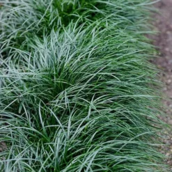 Tall Mondo Grass - 72 Pack Of 3.5" Pint Pots -Garden Supplies Sales 2024 Mondo Grass Black 23 5