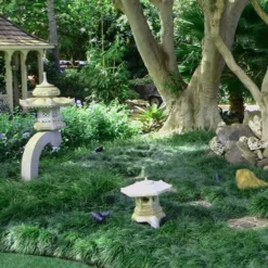 Tall Mondo Grass - 72 Pack Of 3.5" Pint Pots -Garden Supplies Sales 2024 Mondo Grass Black 25 6