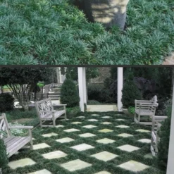 Dwarf Mondo Grass - 18 Count Flat Of Pint Pots 11 Dwarf Mondo Grass - 18 Count Flat Of Pint Pots -Garden Supplies Sales 2024 Mondo Grass Dwarf Rev 500x750 4