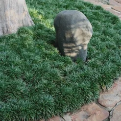 Dwarf Mondo Grass - 32 Pack Of 2.5" Pots