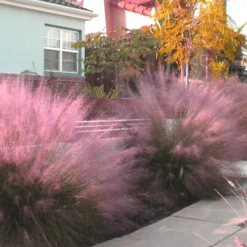 Pink Muhly Grass (Cotton Candy Grass) - 1 Gallon Pot (On Sale) -Garden Supplies Sales 2024 Muhly Grass Pink 112