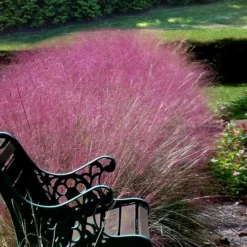 Pink Muhly Grass - Cotton Candy Grass - 3 Gallon Pot -Garden Supplies Sales 2024 Muhly Grass Pink 200 1