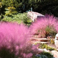 Pink Muhly Grass - Cotton Candy Grass - 3 Gallon Pot -Garden Supplies Sales 2024 Muhly Grass Pink 202 1