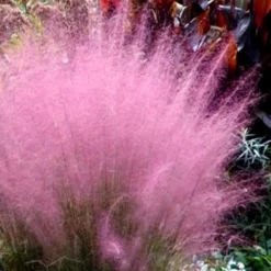 Pink Muhly Grass (Cotton Candy Grass) - 1 Gallon Pot (On Sale) -Garden Supplies Sales 2024 Muhly Grass Pink 204