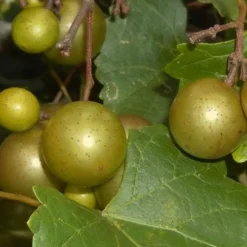 Summit Muscadine - 1 Gallon Pot