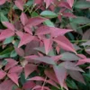 Flirt Dwarf Nandina - 6 Pack Of 1 Gallon Pots