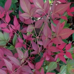 Flirt Dwarf Nandina - 6 Pack Of 1 Gallon Pots -Garden Supplies Sales 2024 Nandina Flirt 11